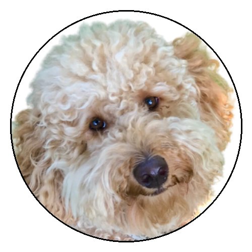 Close-up of curly cream-colored dog